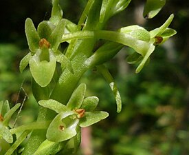 Piperia michaelii Flower